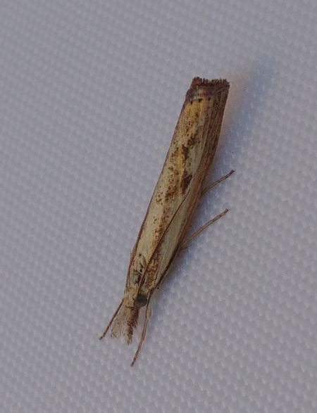 Agriphila inquinatella 