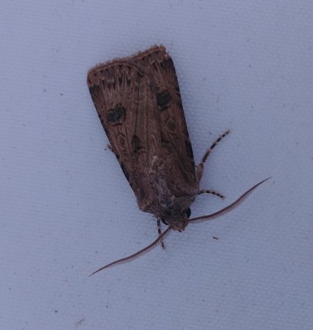 Noctuelle trapue 