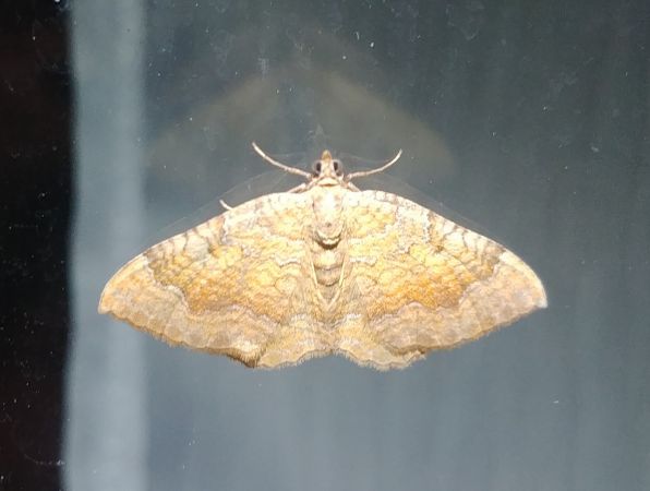 Brocatelle d'or 