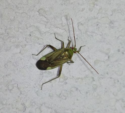 Adelphocoris lineolatus 