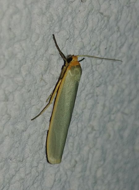 Lithosie aplatie (Manteau à tête jaune) 