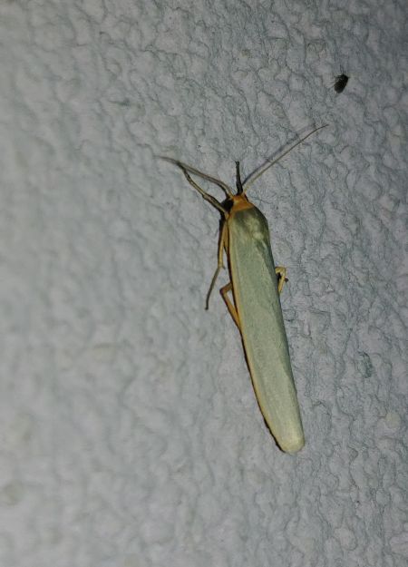 Lithosie aplatie (Manteau à tête jaune) 