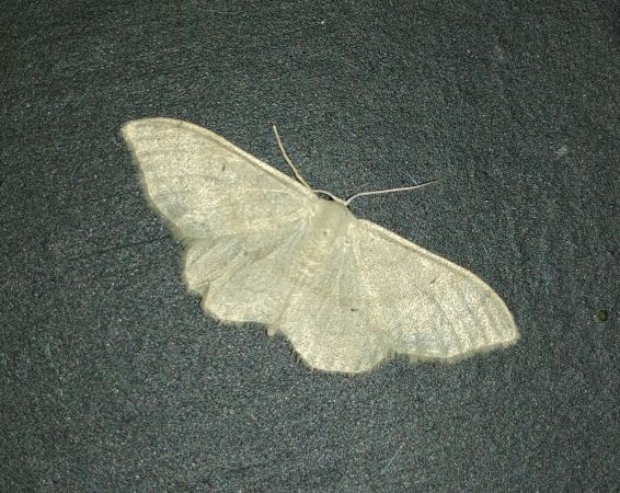 Idaea straminata 
