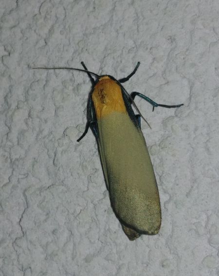Lithosie quadrille 