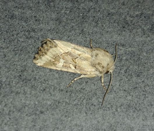 Luperina dumerilii 