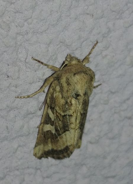 Luperina dumerilii 