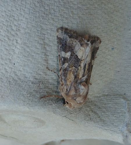 Luperina dumerilii 