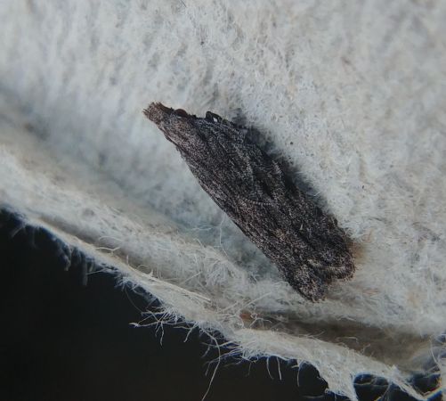 Anarsia lineatella 