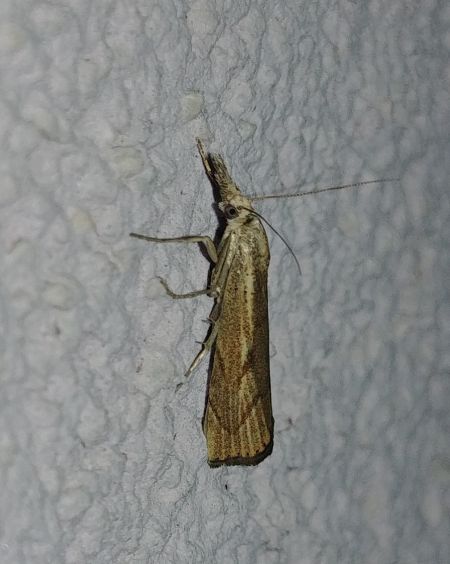 Agriphila geniculea 