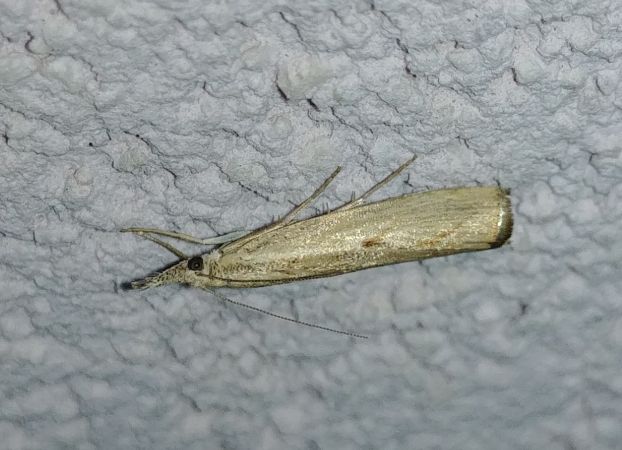 Agriphila inquinatella 