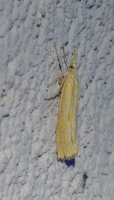 Agriphila inquinatella 