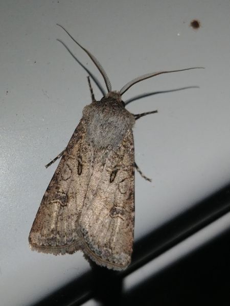 Noctuelle trapue 