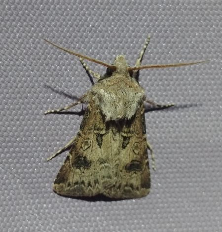 Noctuelle trapue 