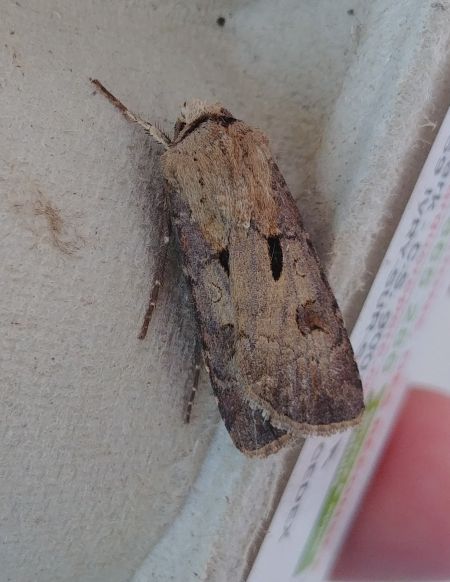 Agrotis exclamationis 