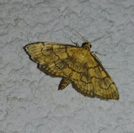 Anania verbascalis 