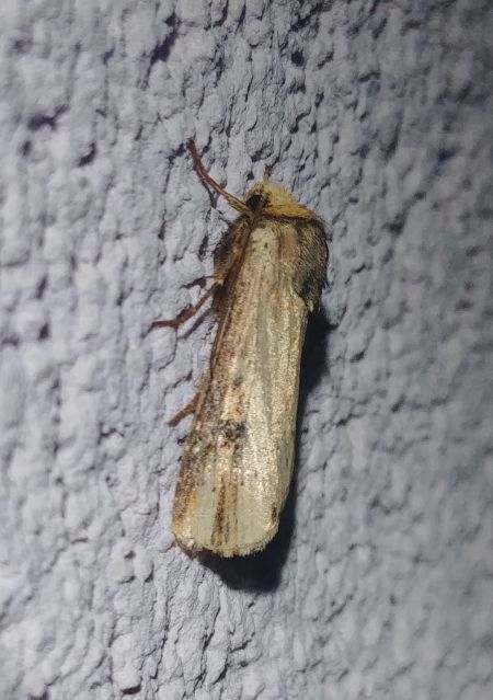Noctuelle putride 