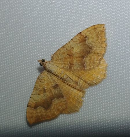Brocatelle d'or 