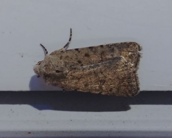 Caradrina clavipalpis 