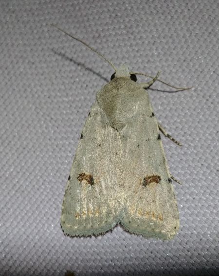 Caradrina kadenii 
