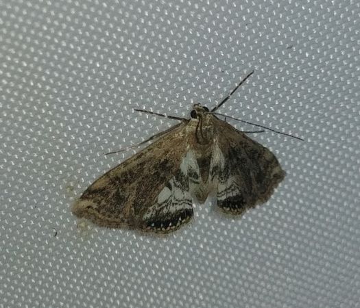 Cataclysta lemnata 