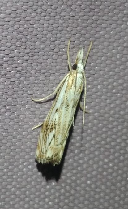 Catoptria falsella 
