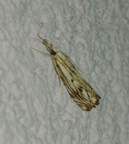 Catoptria falsella 
