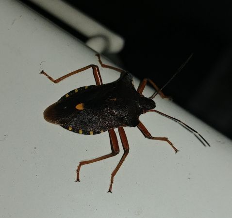 Pentatoma rufipes 