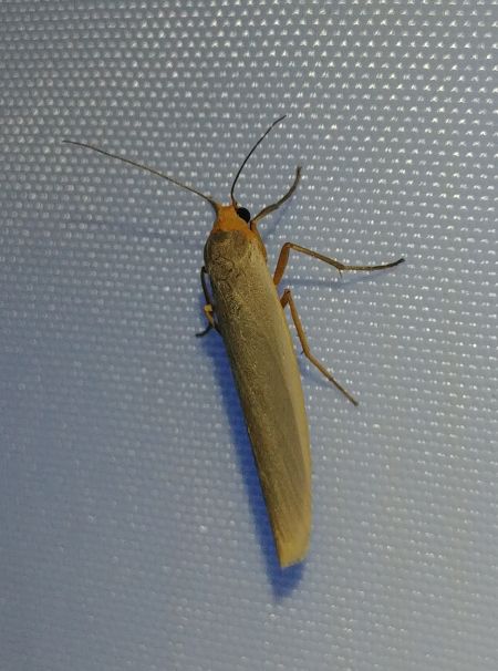 Lithosie aplatie (Manteau à tête jaune) 