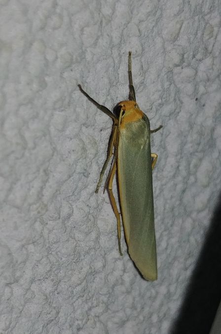 Eilema complana 