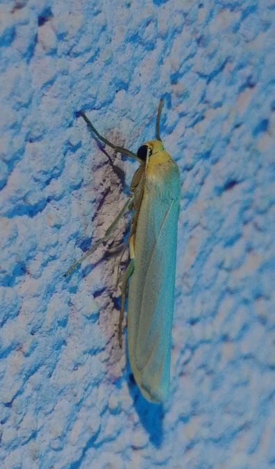 Eilema complana 