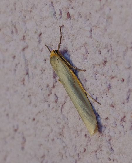 Eilema complana 
