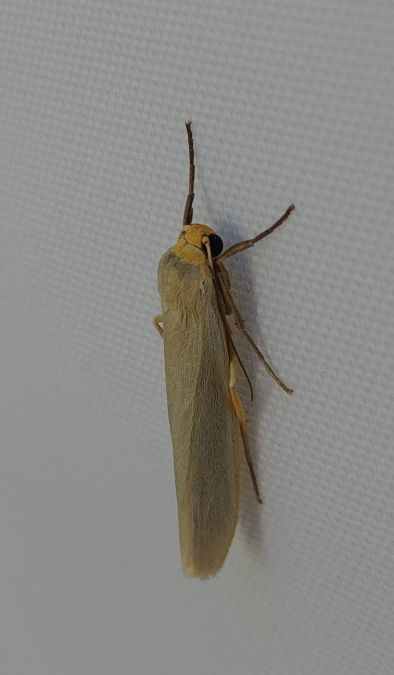 Eilema complana 