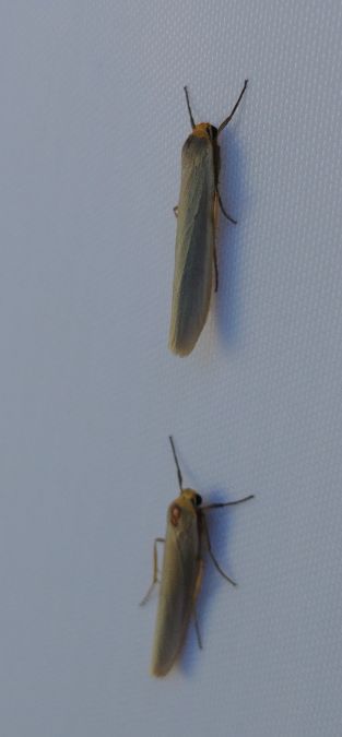Eilema complana 