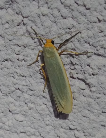 Lithosie déprimée (L. ocre) 