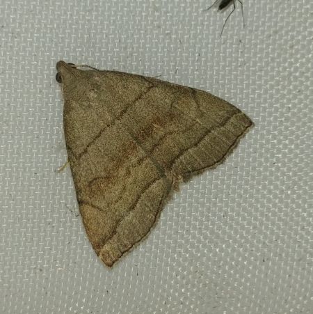 Herminia tarsicrinalis 