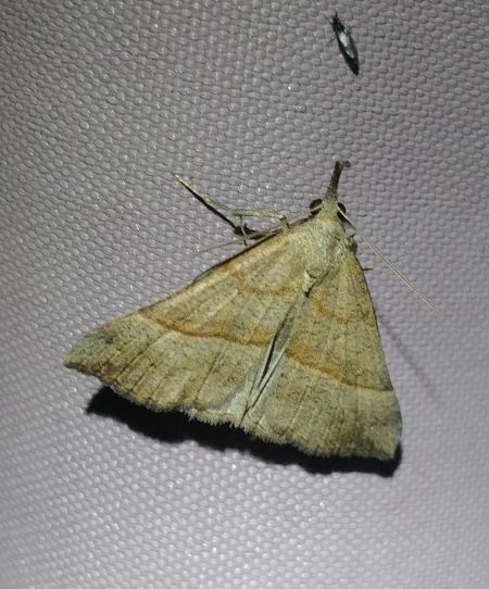 Noctuelle à museau 