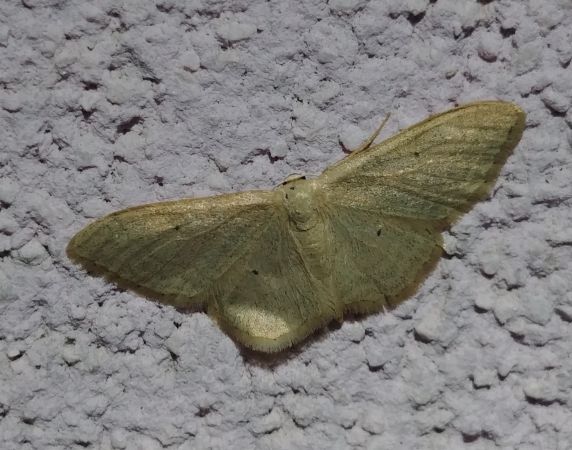 Idaea straminata 