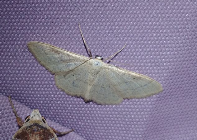 Idaea straminata 