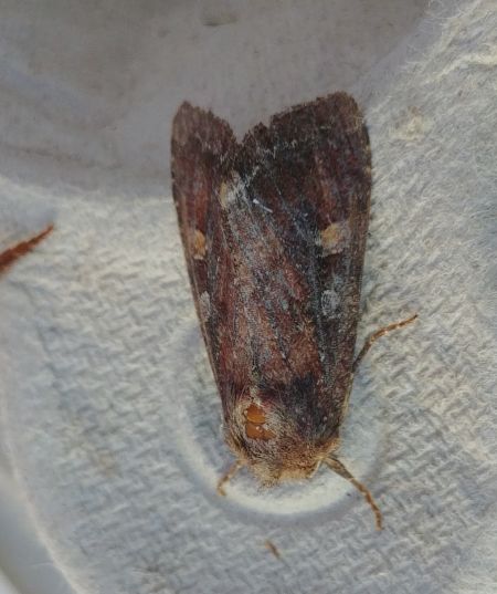 Noctuelle des potagers 