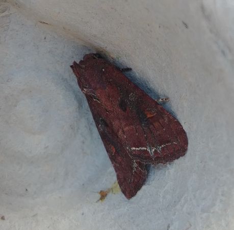 Noctuelle des potagers 