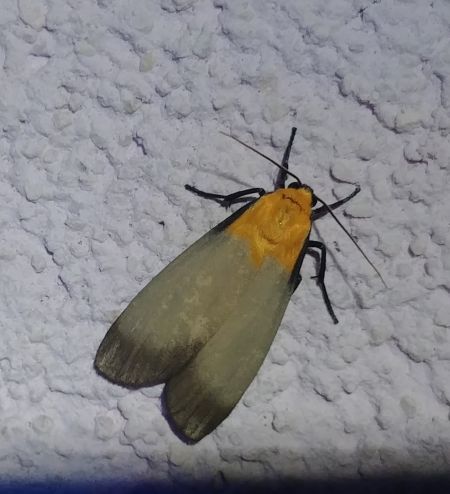 Lithosie quadrille 
