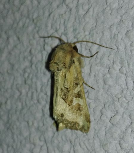 Luperina dumerilii 