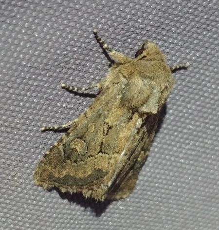 Luperina dumerilii 