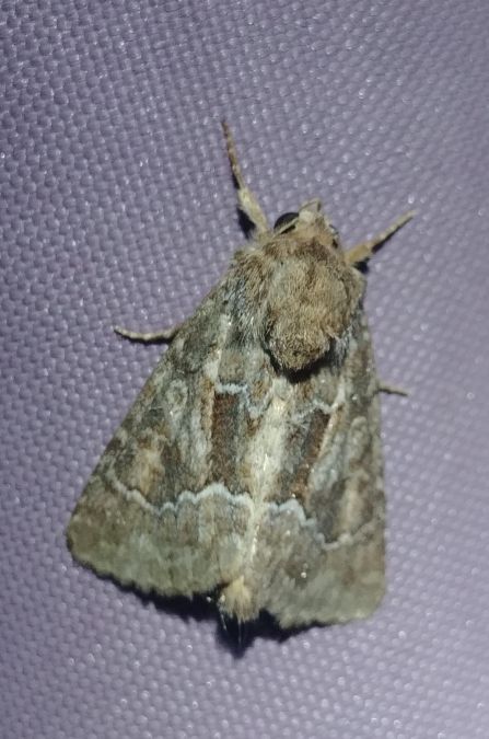 Luperina dumerilii 