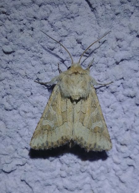 Luperina dumerilii 