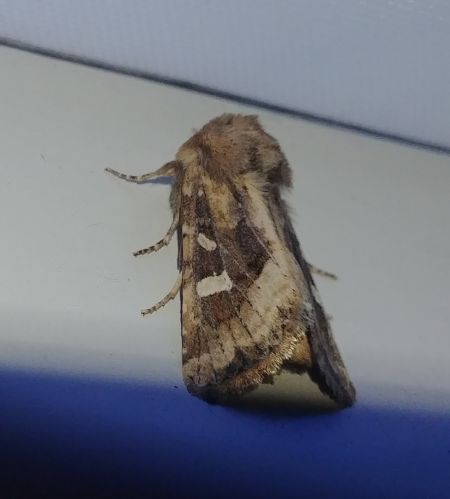 Luperina dumerilii 