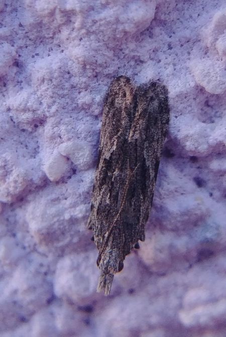 Anarsia lineatella 