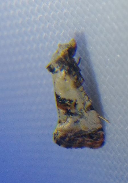 Cochylis hybridella 