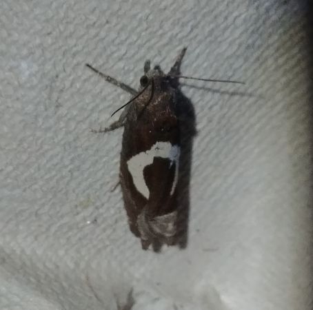 Epiblema foenella 
