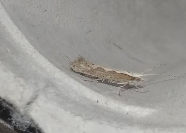 Plutella xylostella 